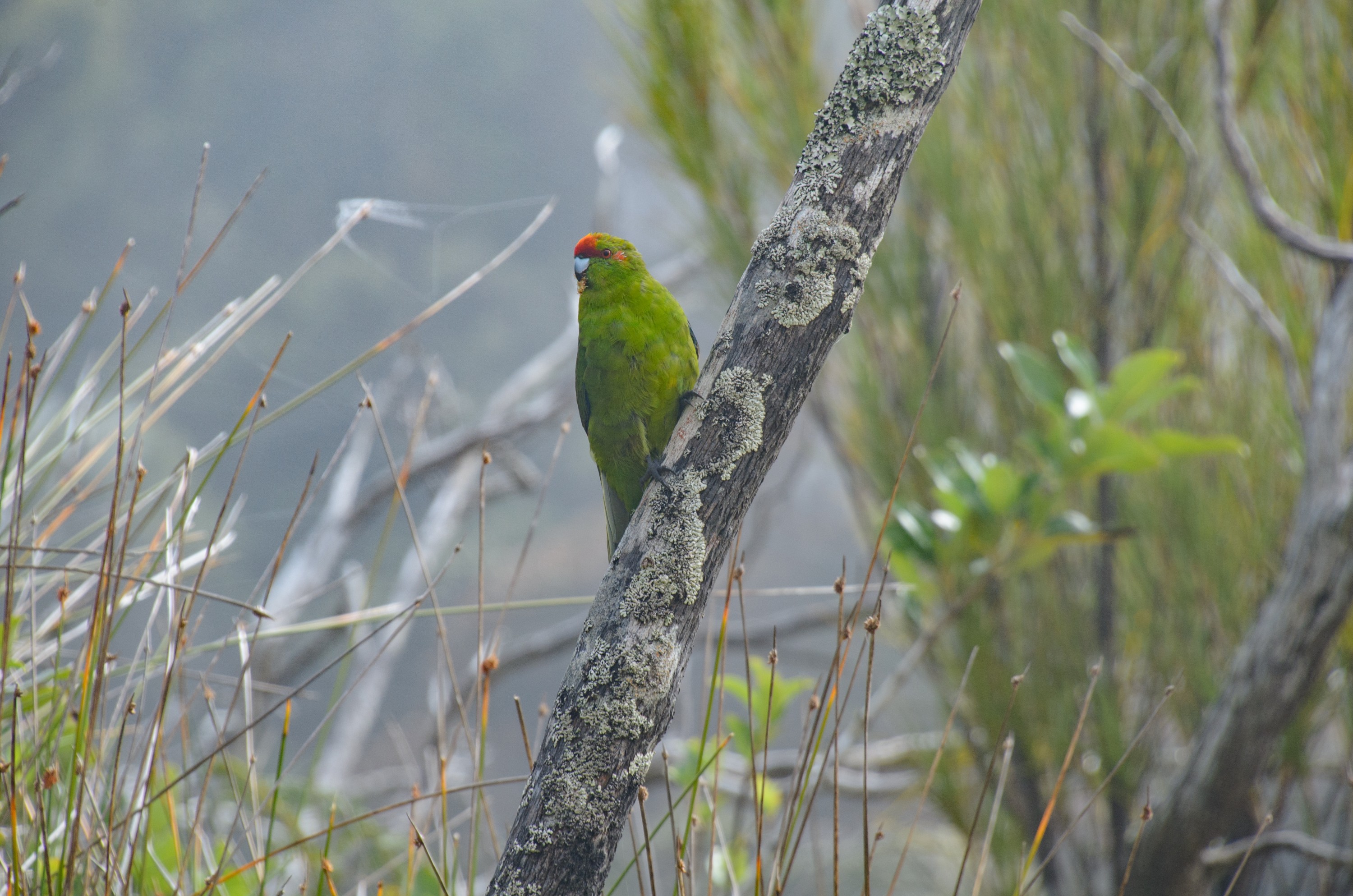 DSC_2467 – Adventure, Crispin, Cyanoramphus novaezlandiae, Island, March 2017, National Park, New, New Zealand, Rakiura, South, Stewart, Ulva, Zealand, green, kakariki, parakeet, parrot